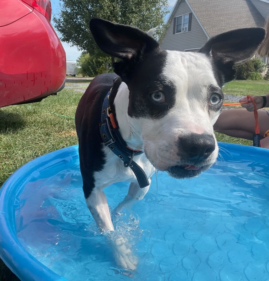 Available for Adoption – Double Dog Dare Rescue